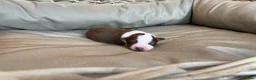 Border Collie dogs for sale: 🐾OUTSTANDING *UNIQUE* BORDER COLLIE PUPPIES🐾 - Advert 15