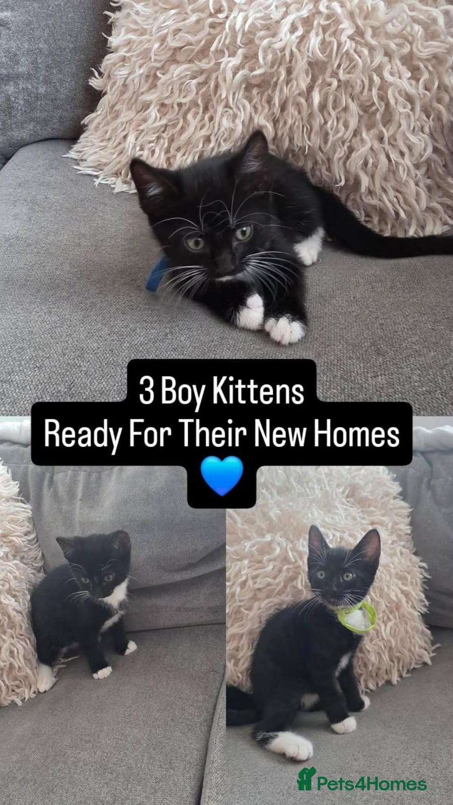 Mixed Breed cats 3 Boy Kittens Available  - Advert 2