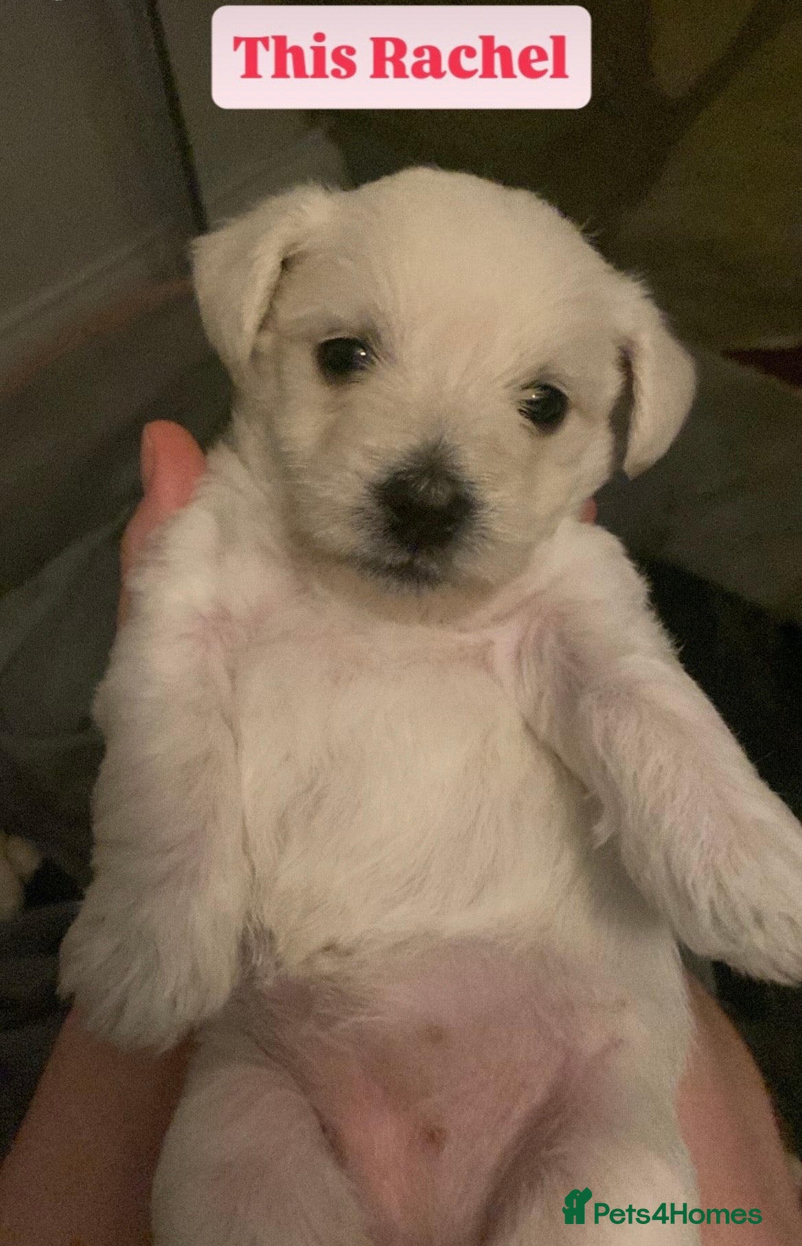 Mixed Breed dogs for sale: Lovely West Highland Doxie Puppies 1 remaining! - Advert 2
