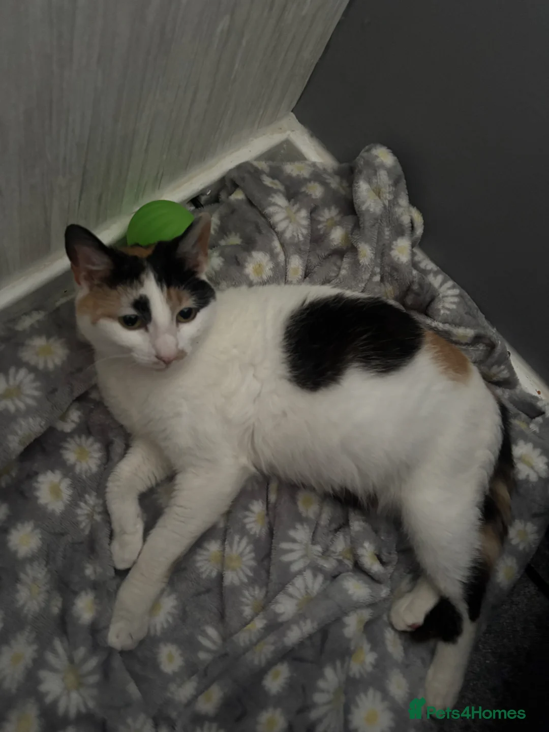 Mixed Breed cats for sale: Fluffy mixed breed kittens  - Advert 8