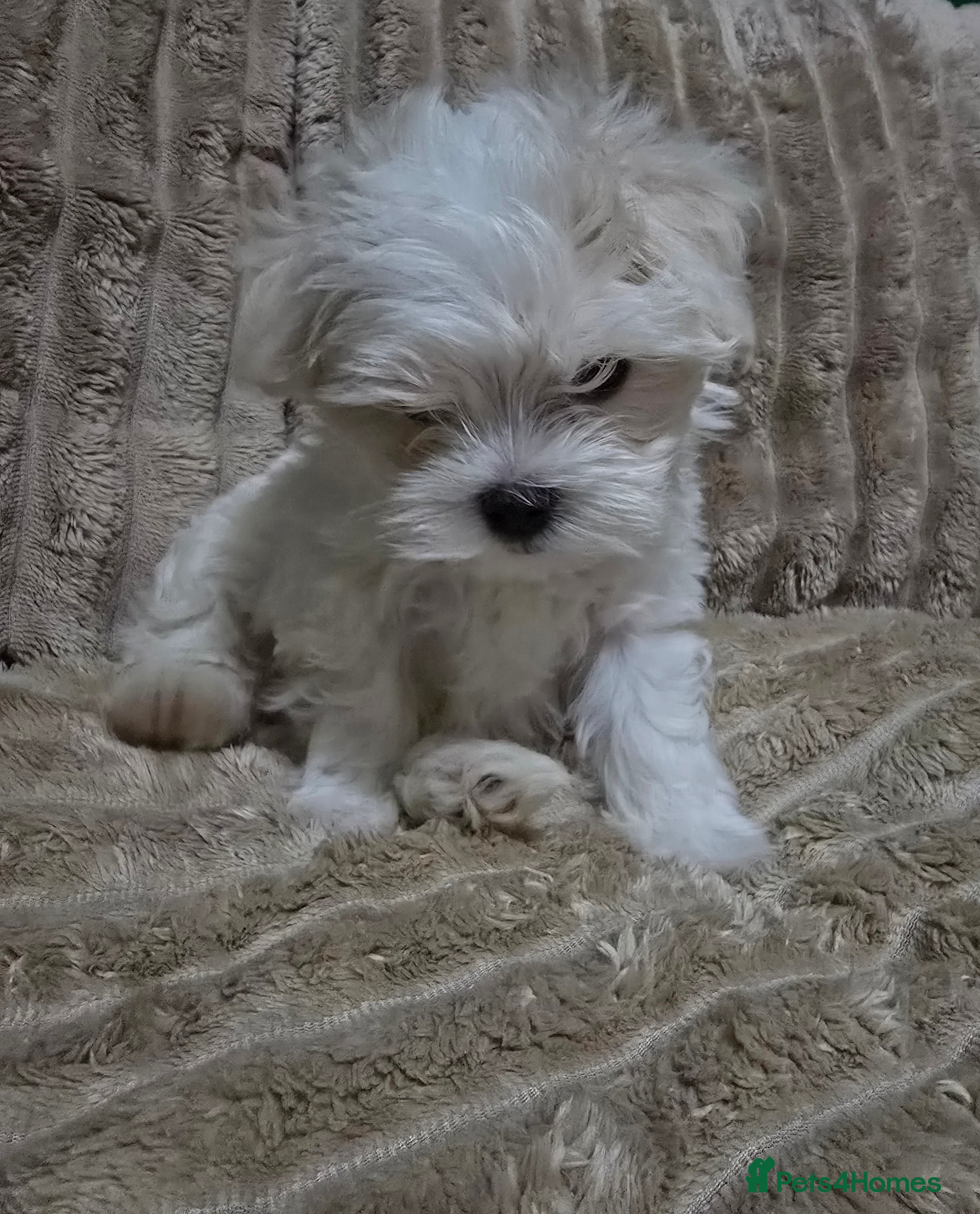 Maltese dogs Maltese puppy  boy - Advert 5