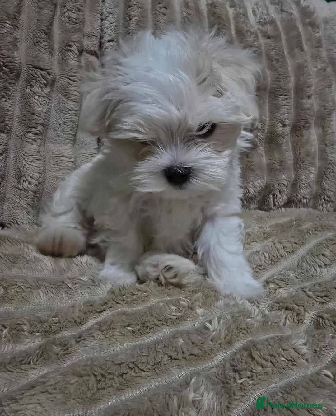 Maltese dogs for sale: Maltese puppy  boy - Advert 1