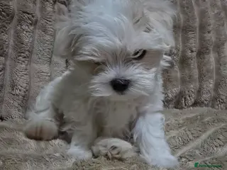 Maltese dogs Maltese puppy boy - Advert 5