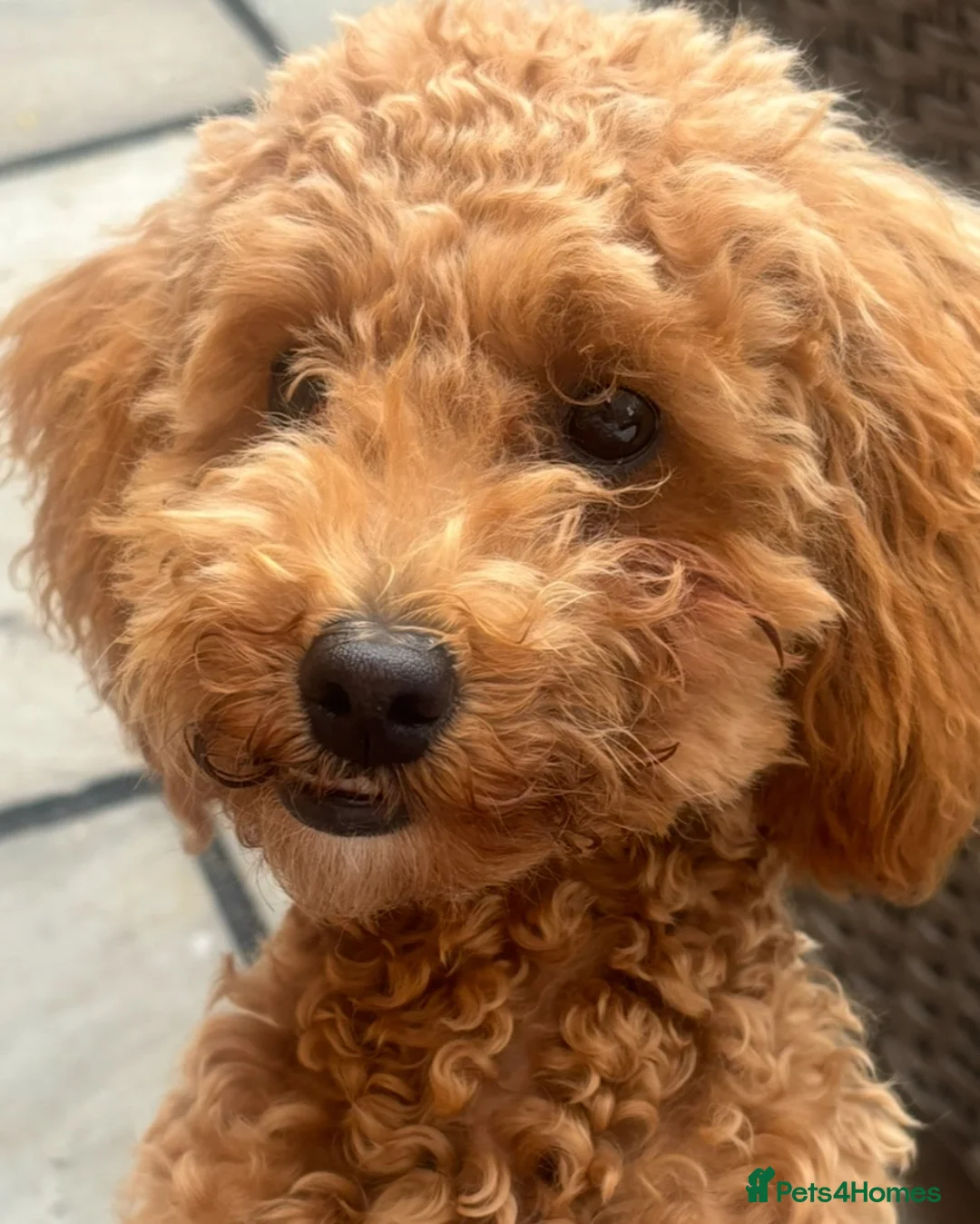 Cavapoo dogs for sale: Cavapoo  in Basildon - Advert 1