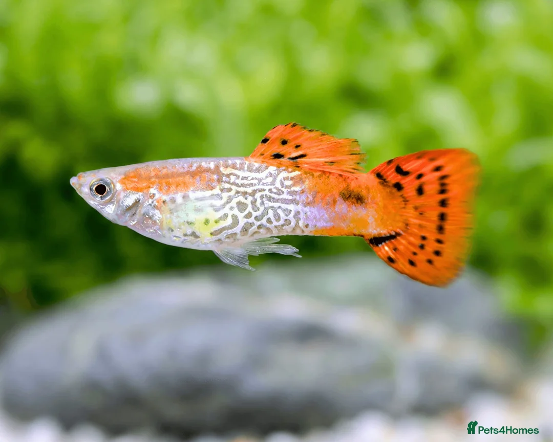 Live Bearers fish for sale: Guppies and aquarium plants for sale  - Advert 1