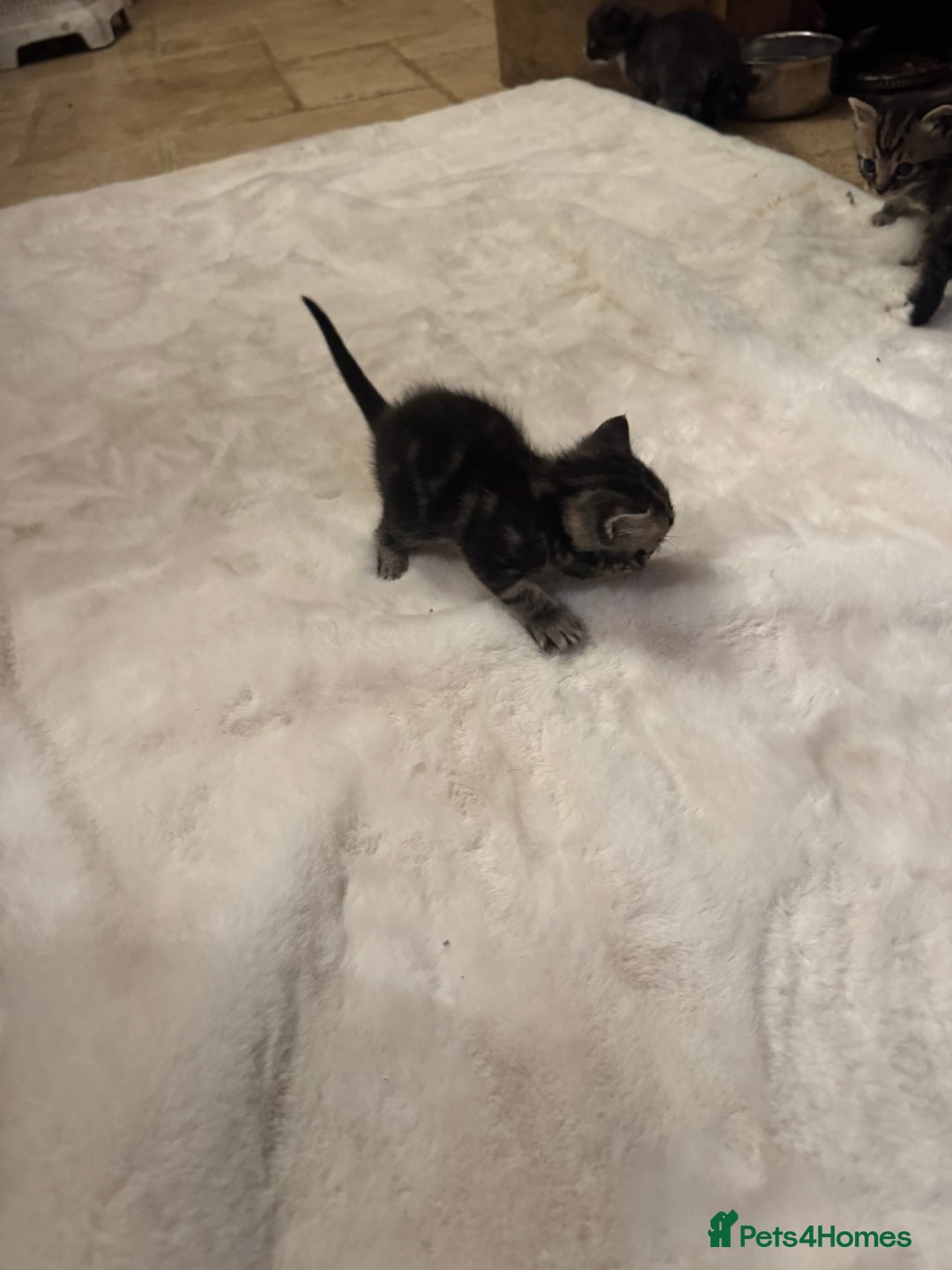 Ragdoll cats for sale: Half ragdoll stunningly marked kittens  - Image 34