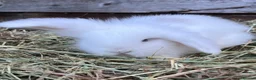 Mini Lop rabbits for sale: Gorgeous pure Mini lops and mini lion lops  - Advert 3