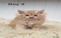 Maine Coon cats for sale: All the kittens sold! 2 red from another Queen ava - Advert 4