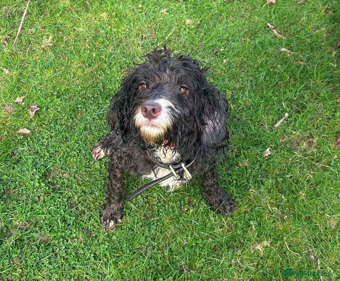 Cockapoo dogs for sale: Stunning F1b petite Cockerpoos.  - Image 13