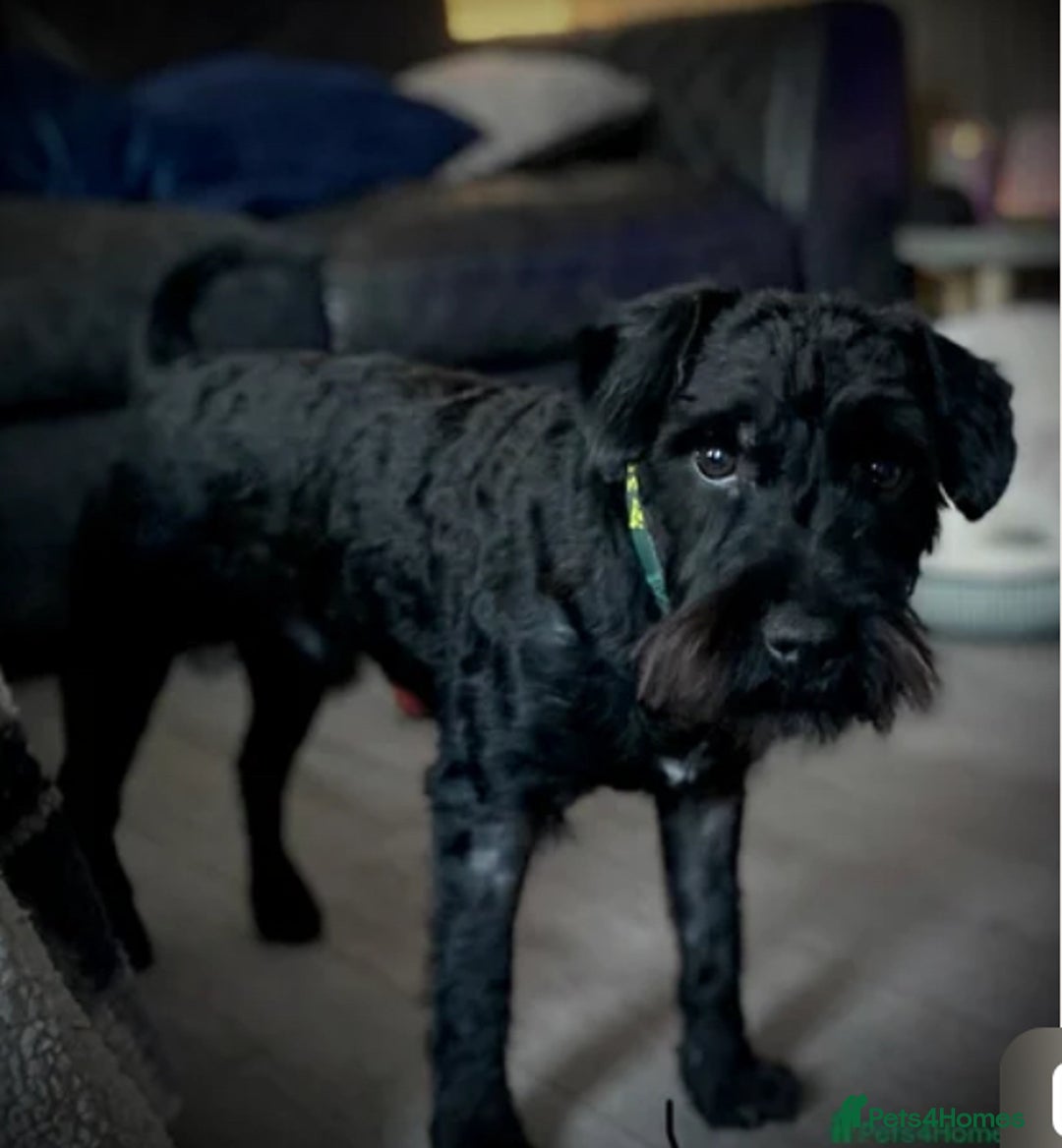 Patterjack dogs for sale: Gorgeous/ Patterjack x Patterdale pups ♥️ - Image 17