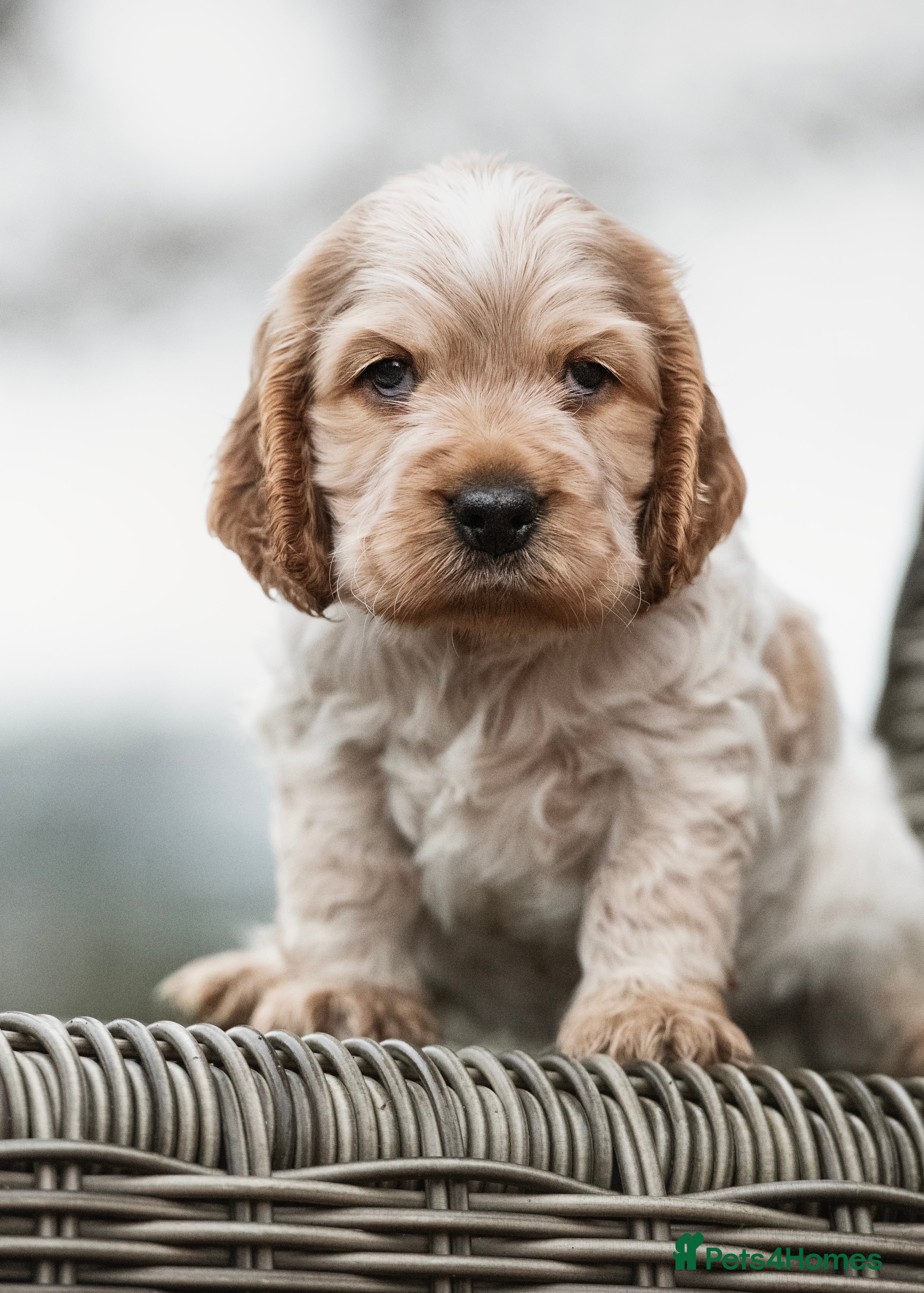 Cocker Spaniel dogs Exceptional litter of Show Type Cocker Spaniels - Advert 6