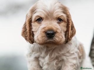 Cocker Spaniel dogs Exceptional litter of Show Type Cocker Spaniels - Advert 6