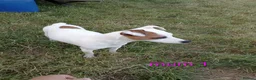 Jack Russell dogs for sale: JRT puppies (3 girls and 3 boys) - Advert 3