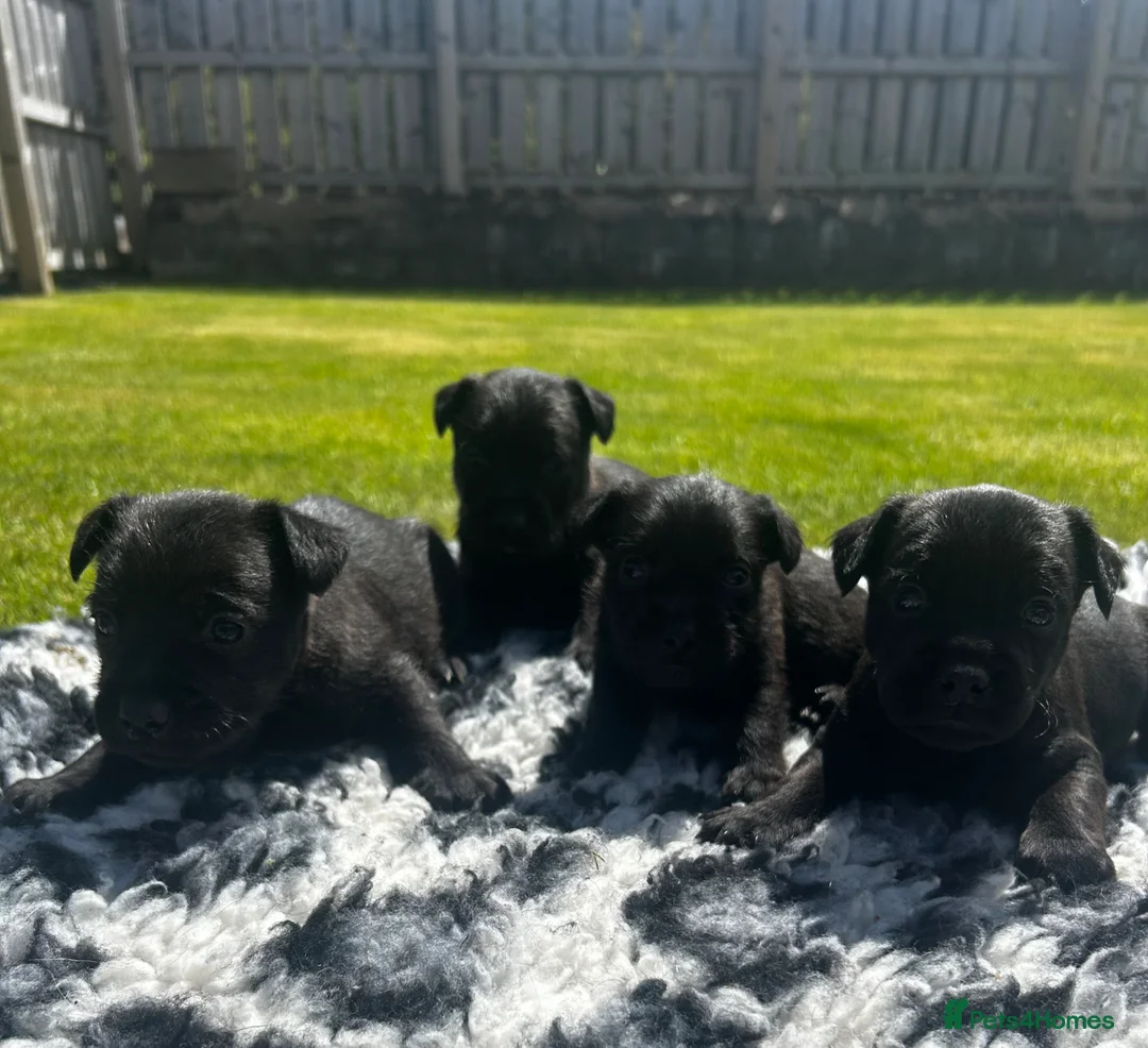 Patterdale Terrier dogs for sale: Patterdale Puppies For Sale - Advert 1