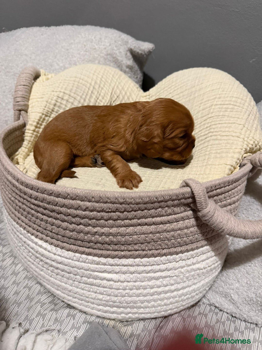 Cavalier King Charles Spaniel dogs for sale: Beautiful KC Registered Boy ✨ Health Tested ✨ - Advert 26