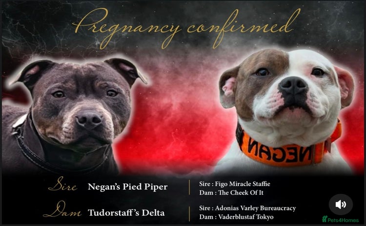 Staffordshire Bull Terrier dogs - Advert 1
