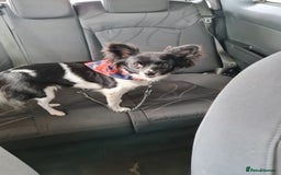Chihuahua dogs for sale: Lovely little lady Chi - Image 3