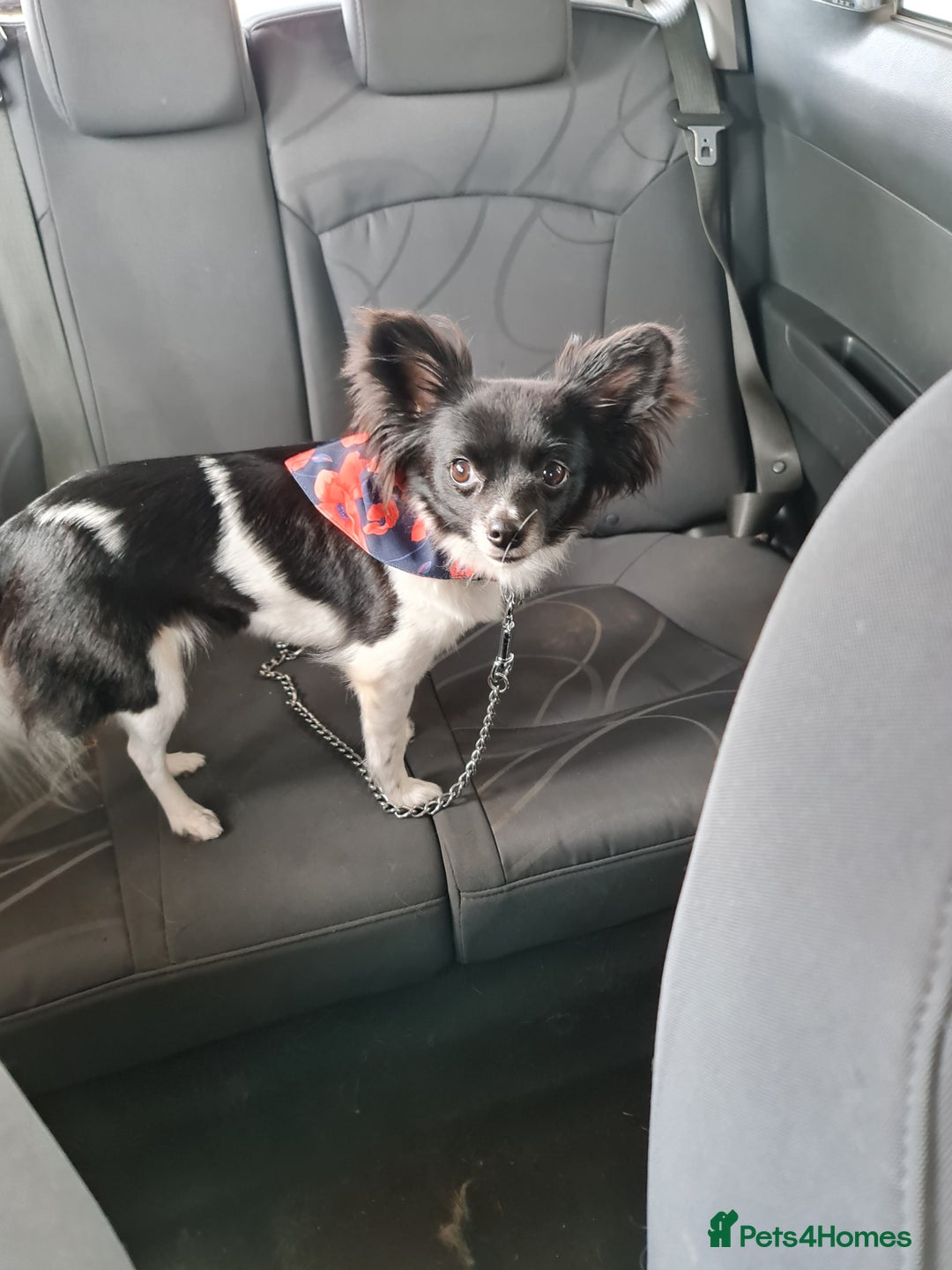 Chihuahua dogs for sale: Lovely little lady Chi - Image 3