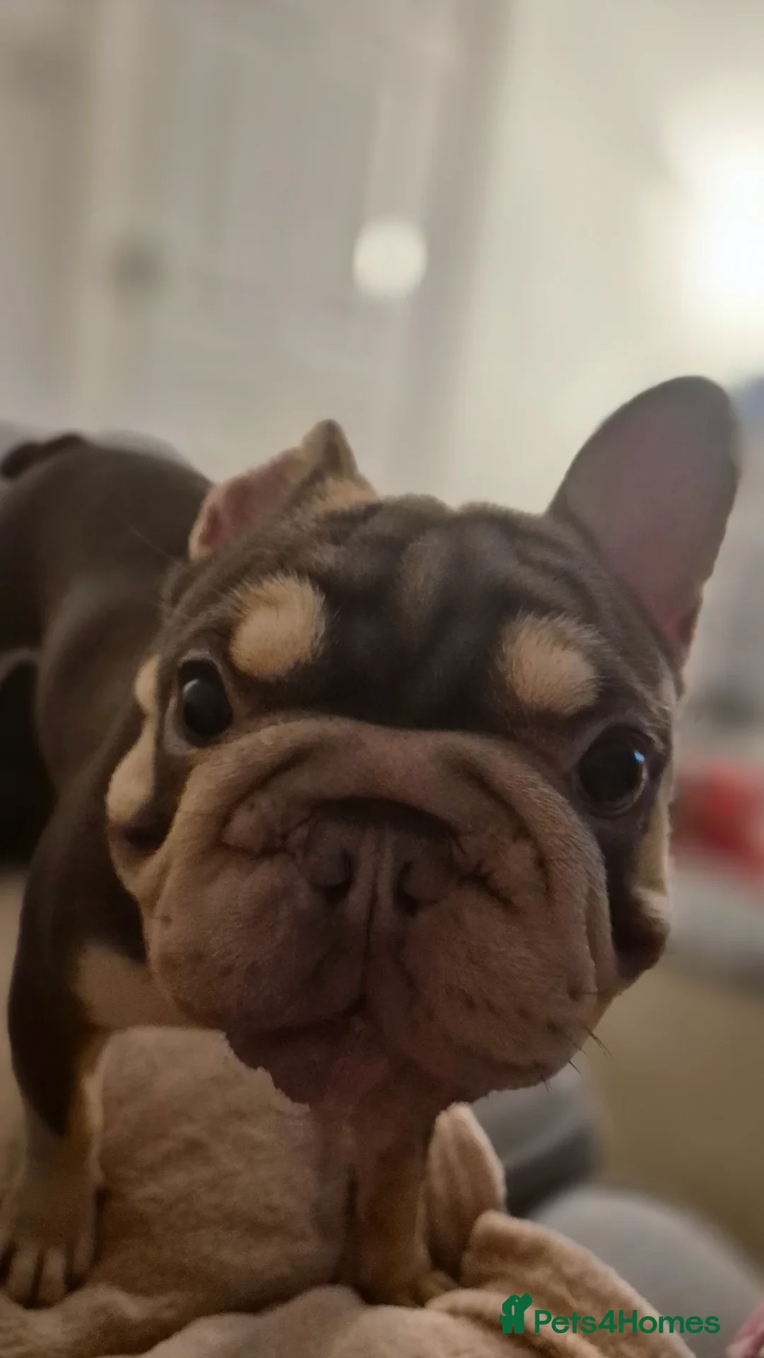 French Bulldog dogs for stud: ROJO AND TAN CARRYING PINK -Rare - Advert 8