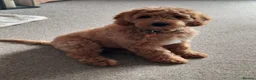 Australian Labradoodle dogs for sale: Beautiful, Heath Tested Australian Labradoodles - Advert 6