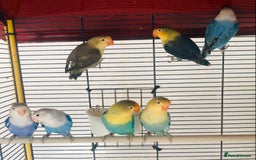 Lovebirds birds for sale: Beautiful lovebirds for sale. - Image 11