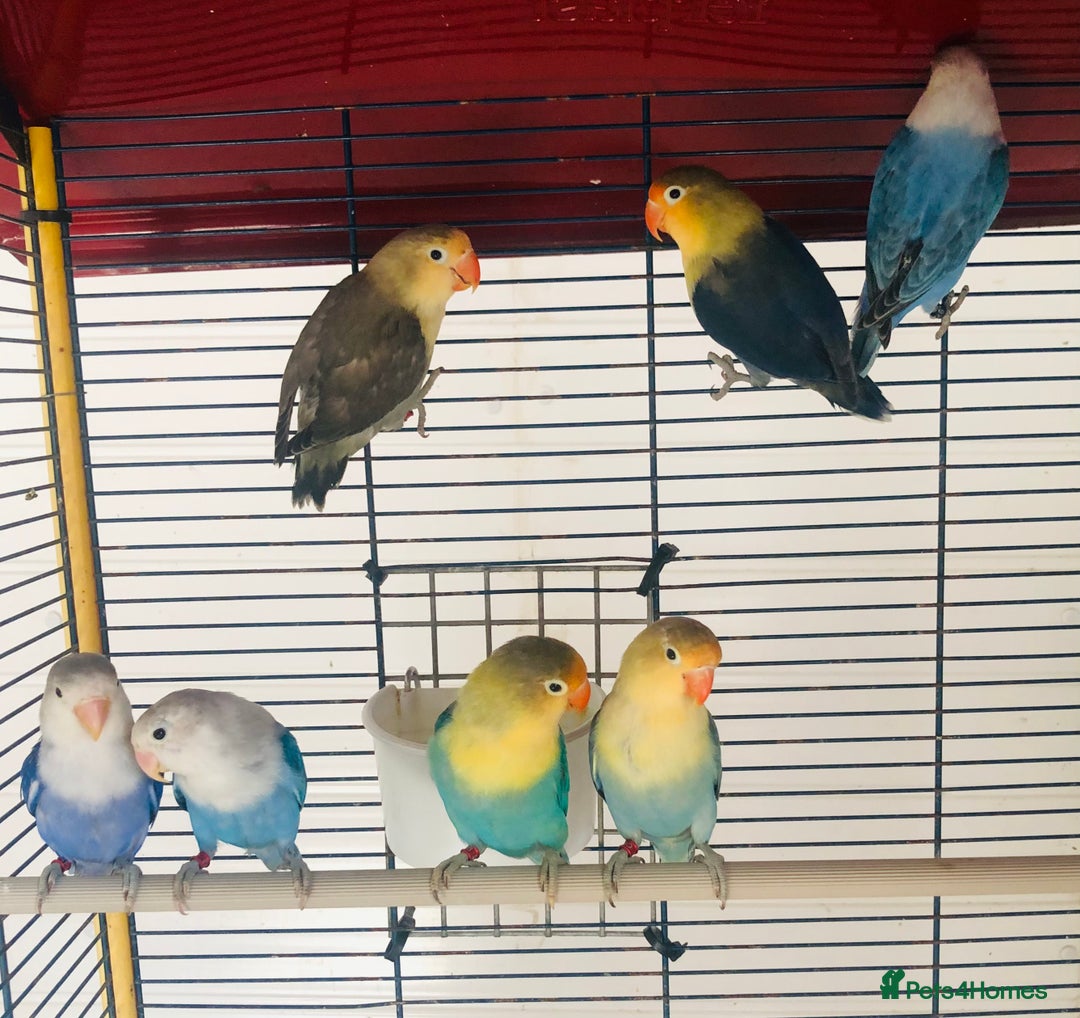 Lovebirds birds for sale: Beautiful lovebirds for sale. - Image 11