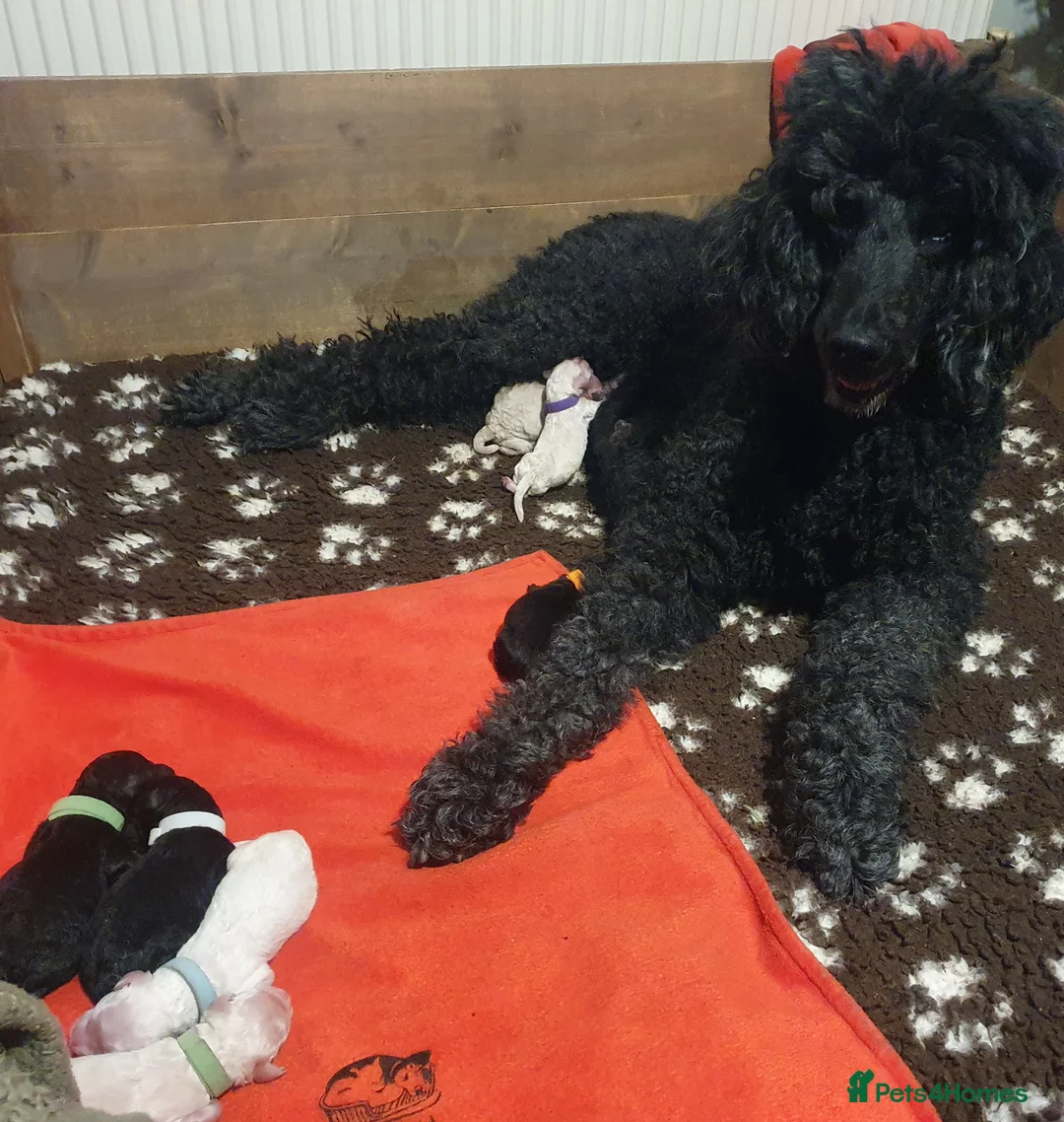 Standard Poodle dogs for sale: KC Standard poodles puppies from Champion lines - Advert 5