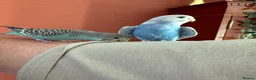 Budgerigars birds for sale: Two Budgies for Sale 🦜 in Nottingham - Advert 7