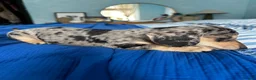 Dachshund dogs for sale: Miniature Dachshund Puppies Read Soon  - Advert 19