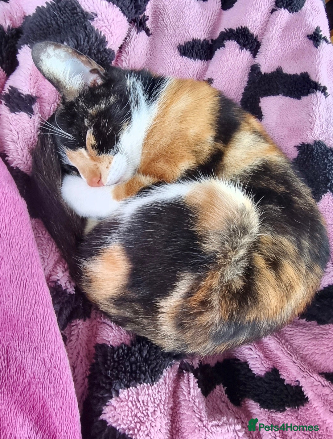 Mixed Breed cats for sale: Kittens - ready to go now. - Advert 2