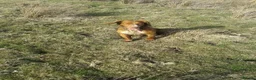 Cocker Spaniel dogs for sale: Cocker Spaniel Puppies in Durham - Advert 12