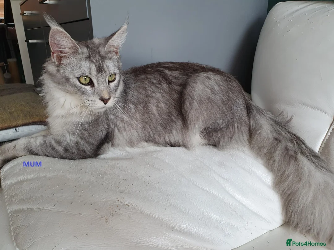 Maine Coon cats for sale: TICA REGISTERED GORGEOUS MAINE COONKITTENS - Advert 32