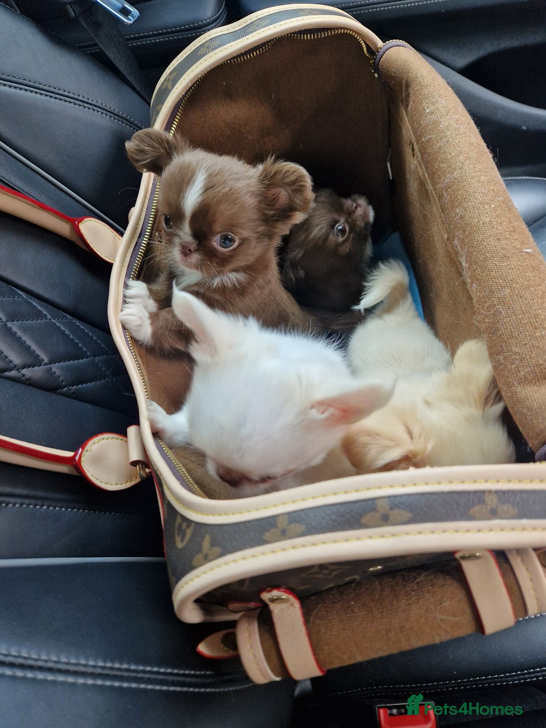 Chihuahua dogs for sale: Kc registered long coat Quality chihuahua - Image 13