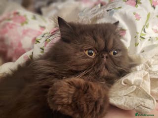 Persian cats Brown Teddy Bear Persian Stud in Wells - Advert 4