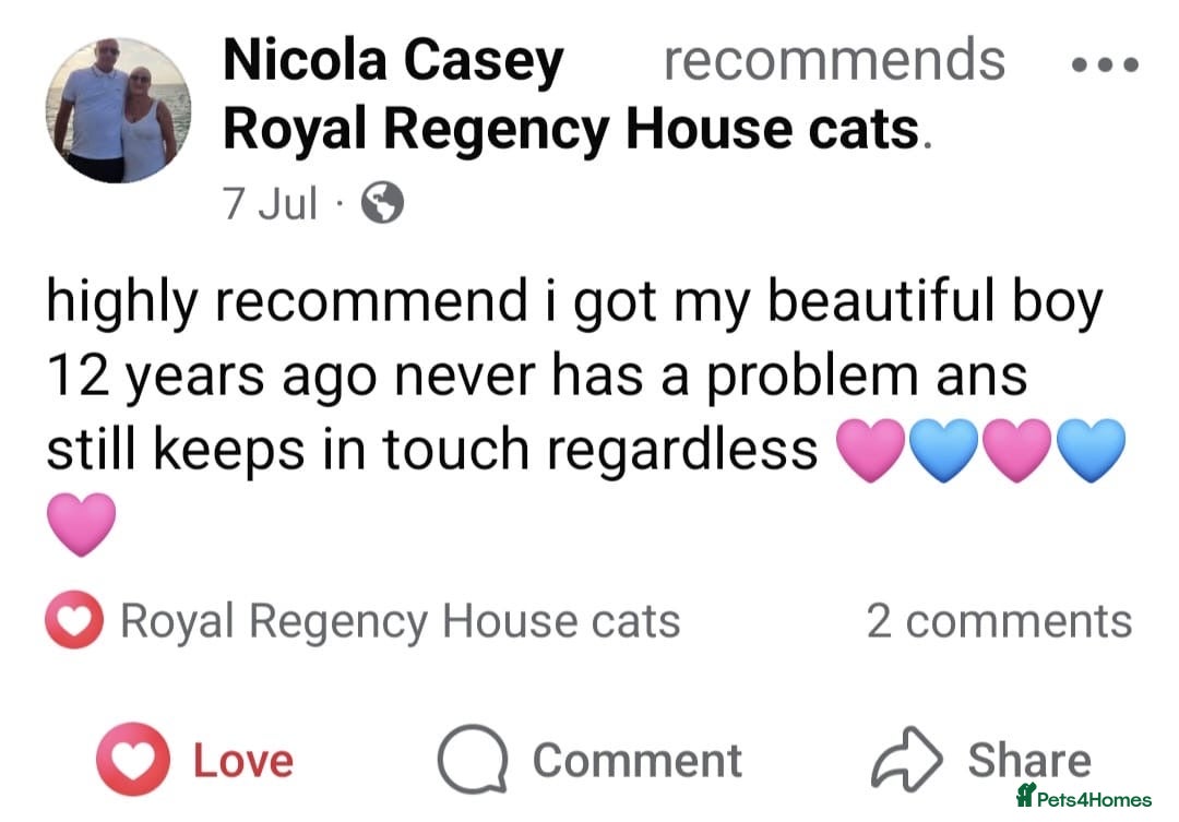 Ragdoll cats for sale: Beautiful purebreed Ragdoll kittens - Advert 11