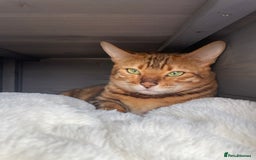 Bengal cats for sale: 2 Sweet Girls NOT spayed  - Image 4
