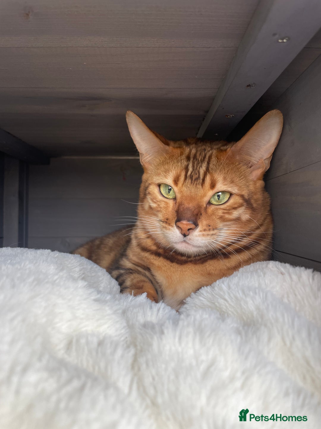 Bengal cats for sale: 2 Sweet Girls NOT spayed  - Image 4
