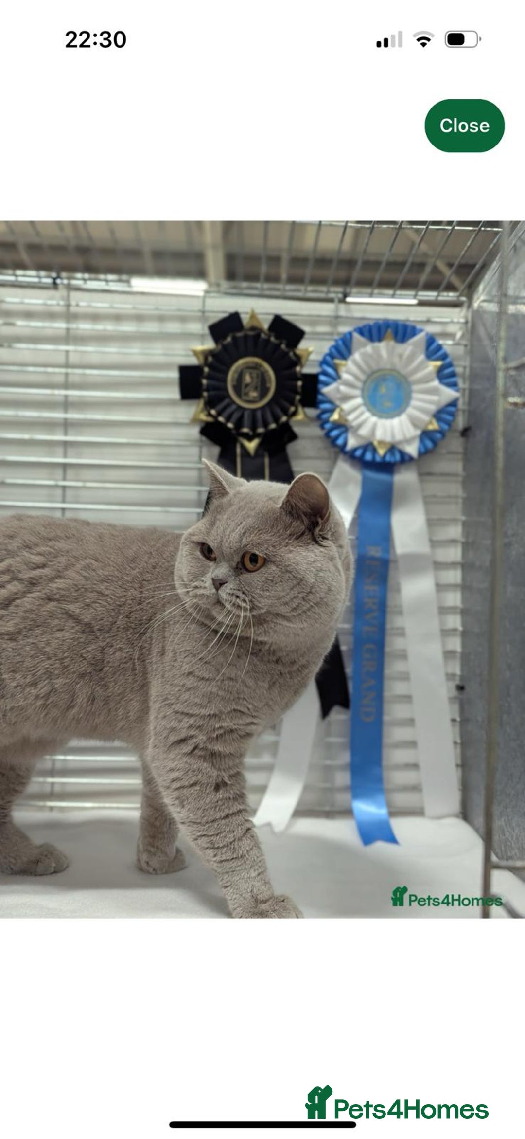 British Shorthair cats for sale: GCCF Champion British Shorthair  - Advert 9