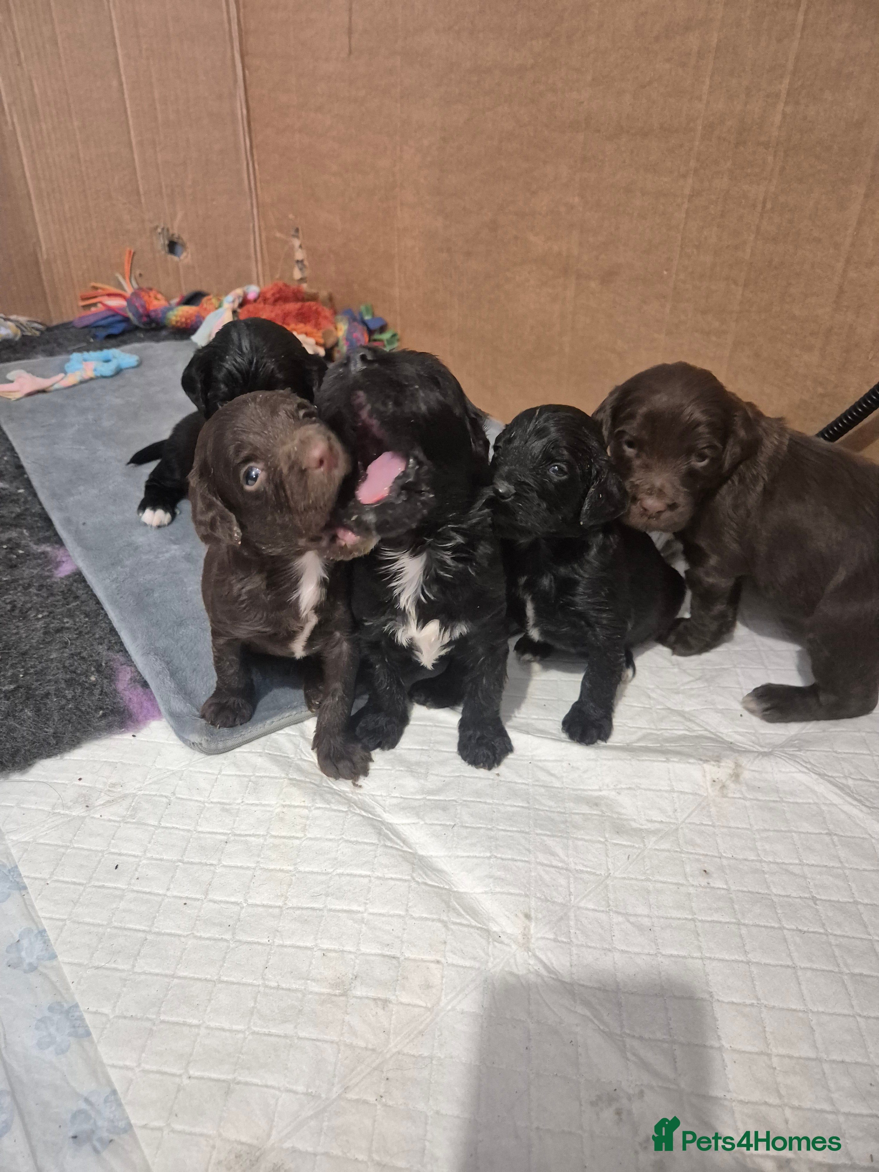 Mixed Breed dogs Gorgeous Sprockapoollies - Advert 1