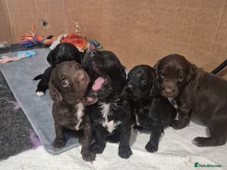 Mixed Breed dogs Gorgeous Sprockapoollies - Advert 1