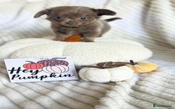 Chihuahua dogs for sale: Beautiful chihuahua baby girl  - Image 6