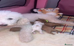 Cavapoo dogs for sale: F1 Cavapoos  - Image 15