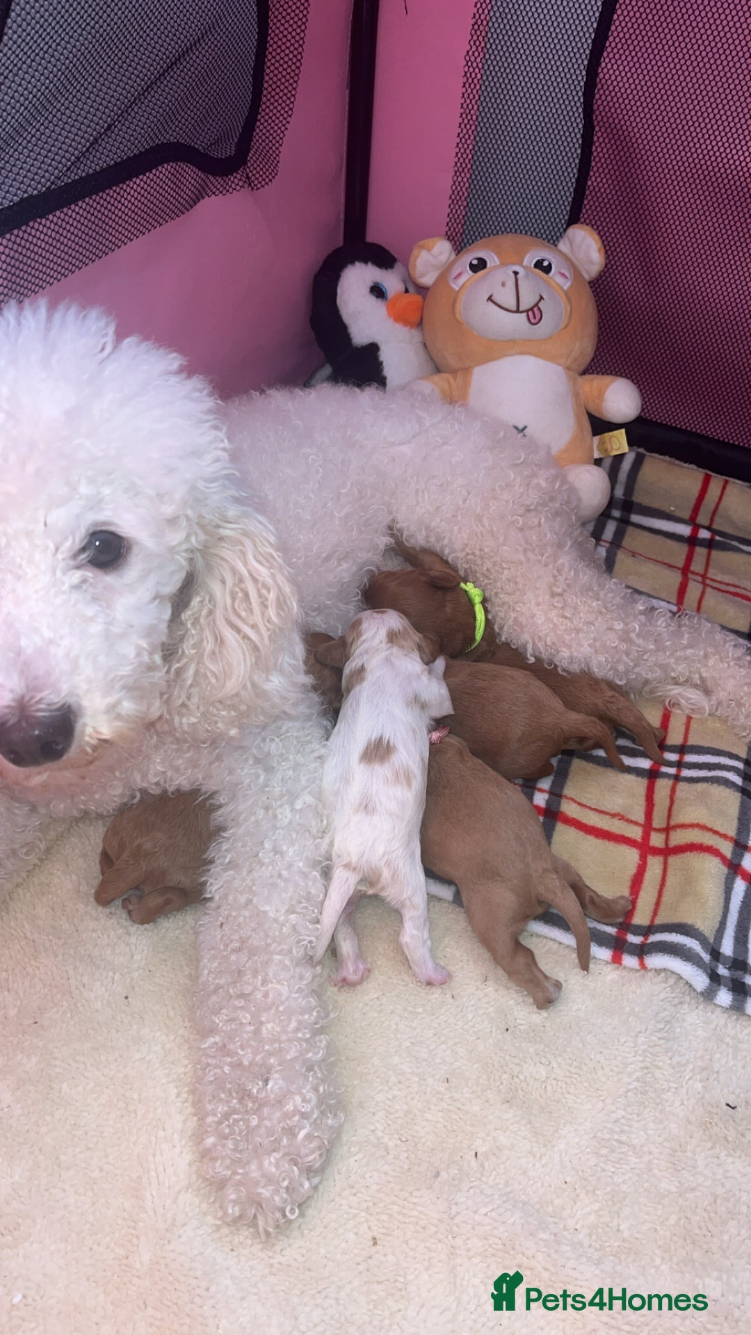 Cavapoo dogs for sale: F1 Cavapoos  - Image 15