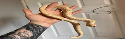 Snake reptiles for sale: Snakes for sale - hognose, milksnake, bullsnake - Advert 9