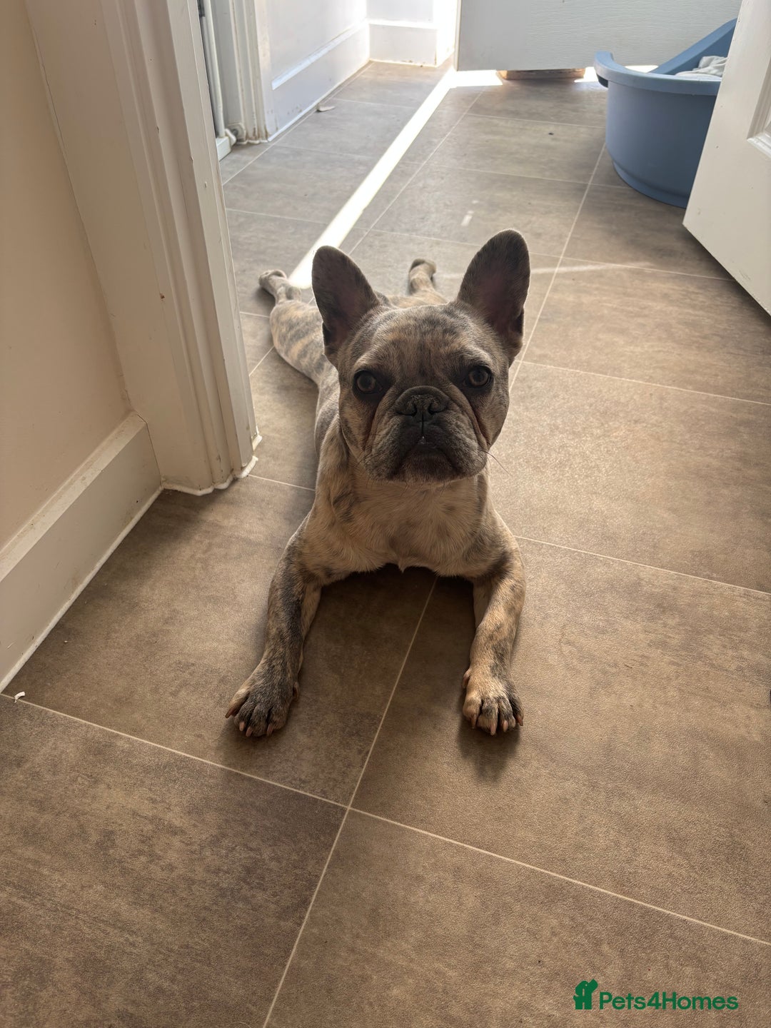 French Bulldog dogs for sale: French bulldog boy  - Image 5