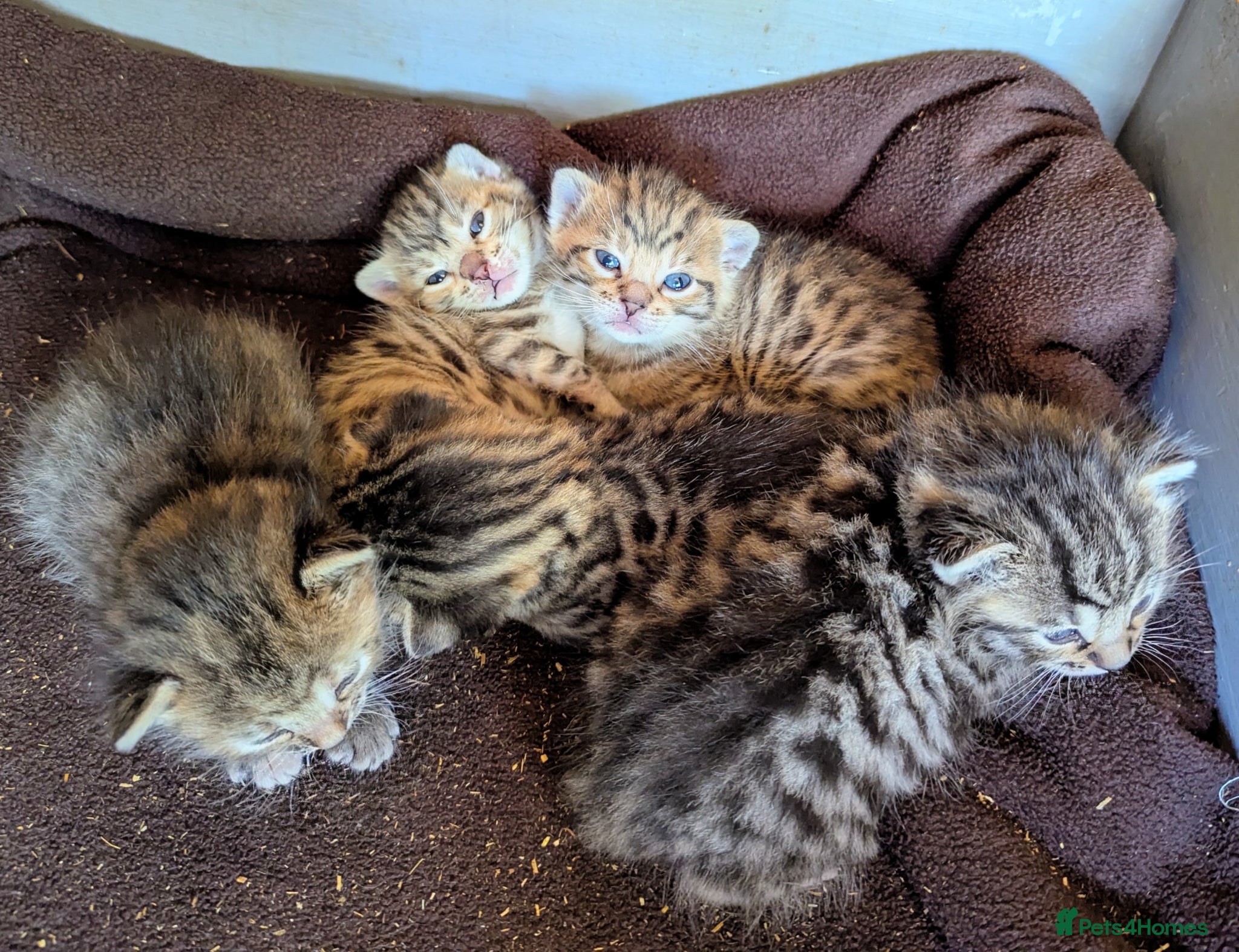 Mixed Breed cats Gorgeous Bengal X Kittens - Advert 2