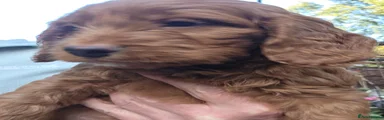 Cockapoo 1