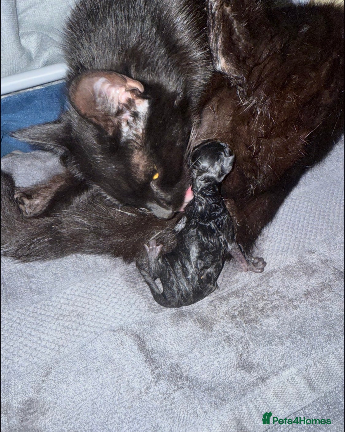 Mixed Breed cats 2 stunning kittens  - Advert 2