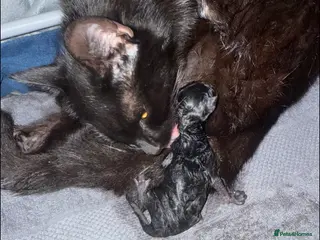 Mixed Breed cats 2 stunning kittens - Advert 2