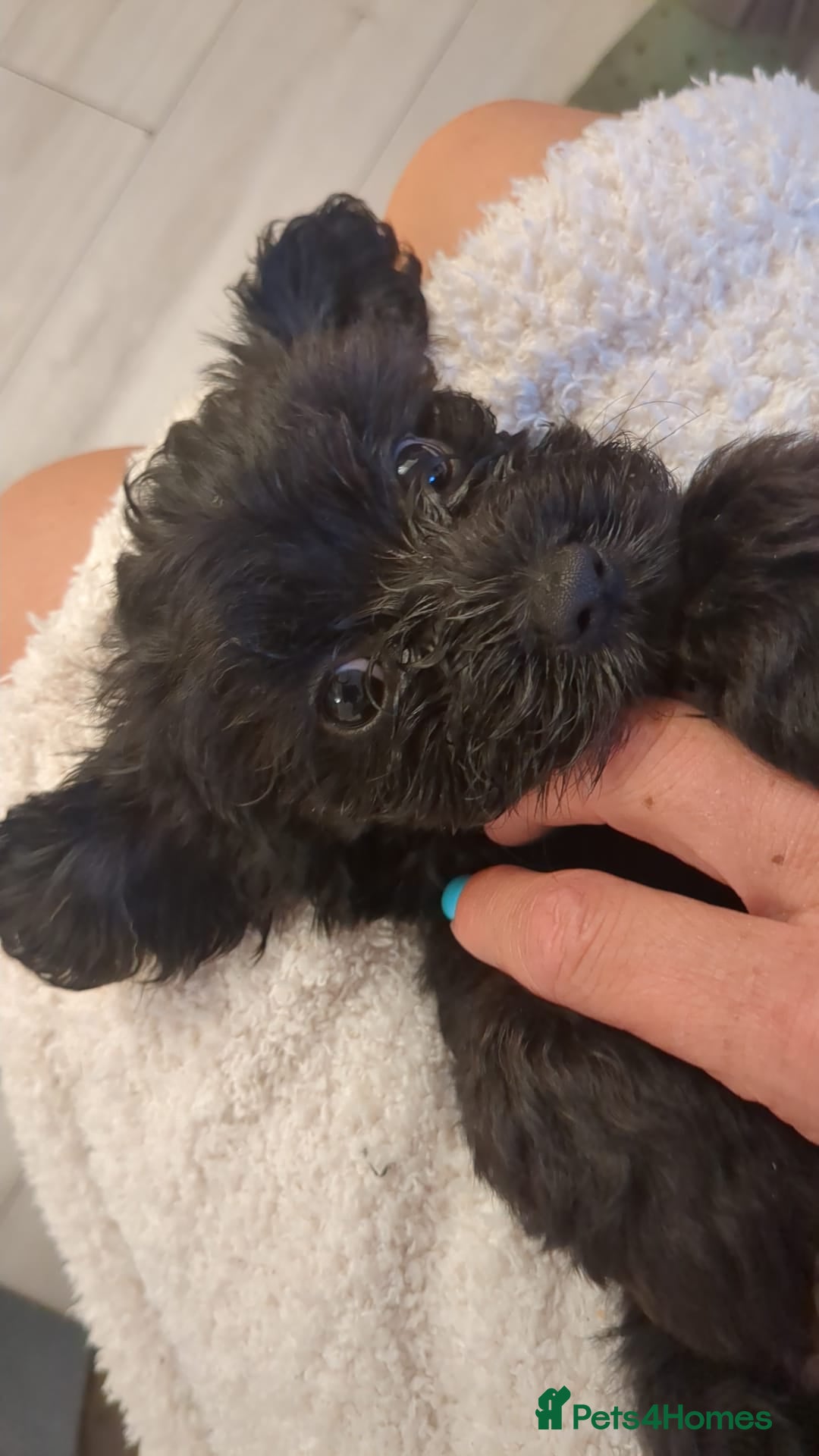 Mixed Breed dogs for sale: Cockapoo x cairn terrier - Image 14